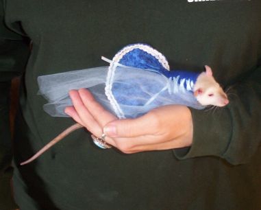 rat in a dress